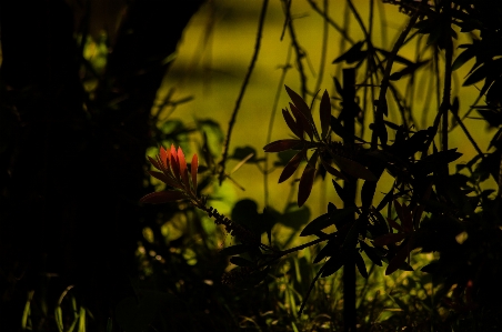 Nature flower green park Photo