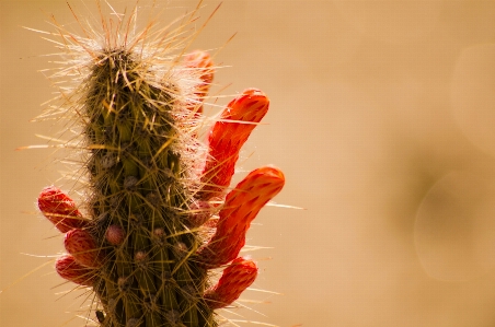 Cactus green park sunset Photo