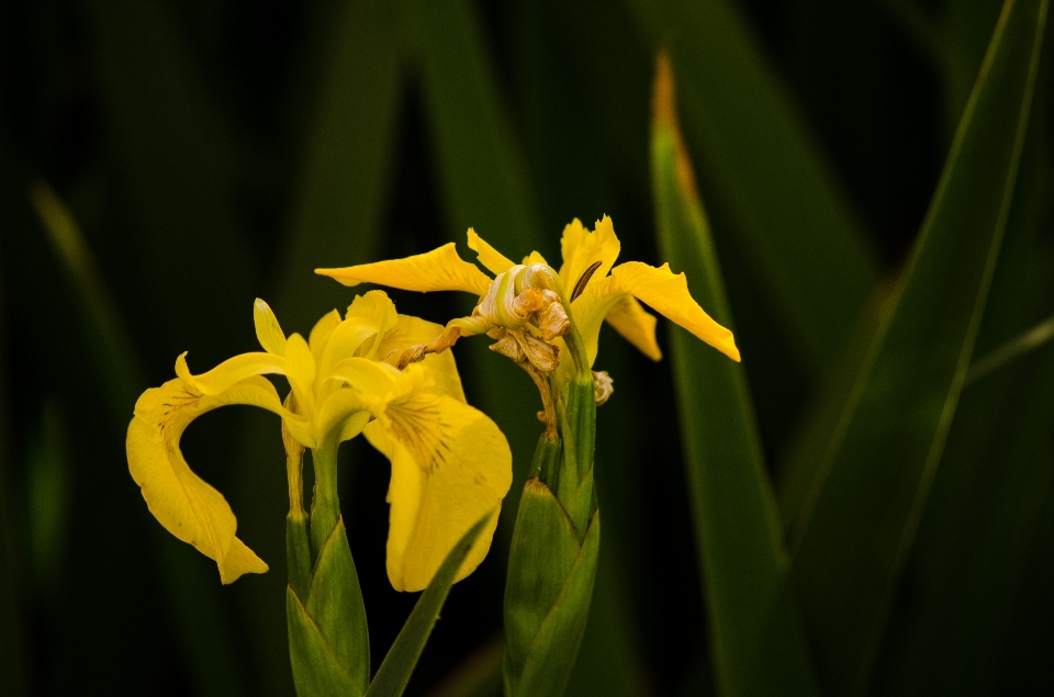 Nature fleur vert parc