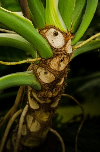 Foto Tanaman hijau tropis bunga