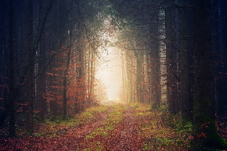 Foto Alam hutan pohon lingkungan alami
