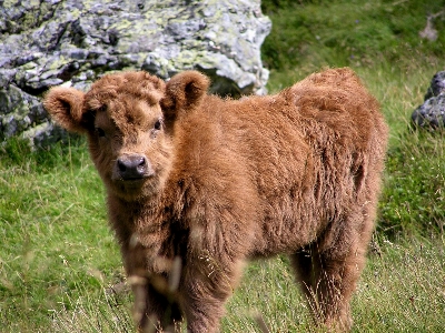 Photo Vertébré
 bovine
 mammifère veau