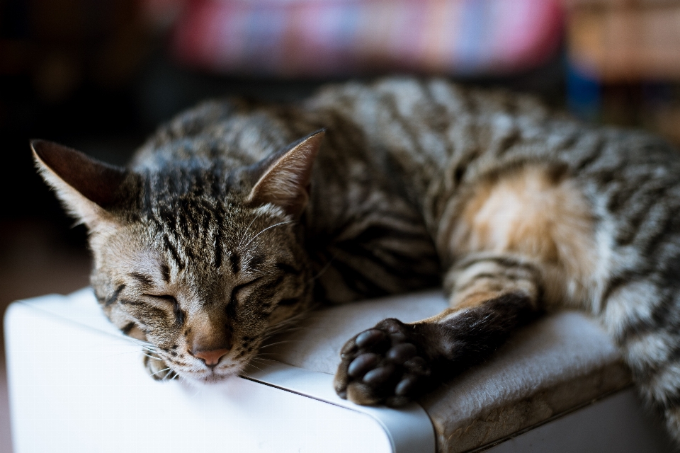 Kucing berukuran kecil hingga sedang
 felidae
 cambang
