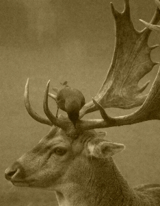 Horn antler reindeer deer Photo