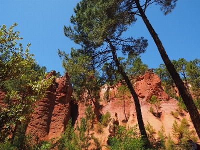 Tree nature vegetation rock Photo