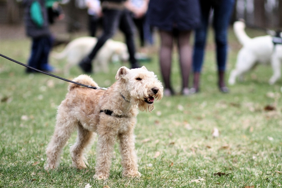 Chien mammifère vertébré
 race de chien
