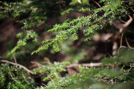 Nature vegetation green leaf Photo