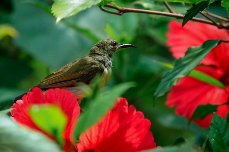 Bird hummingbird beak green Photo