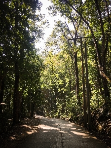 Tree nature forest natural landscape Photo