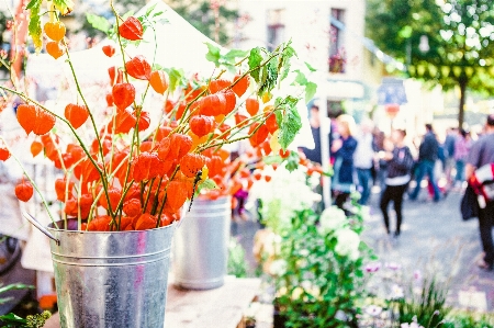 オレンジ 花 植物 春 写真