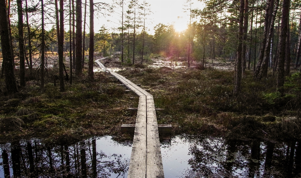 木 自然の風景
 自然 自然環境
