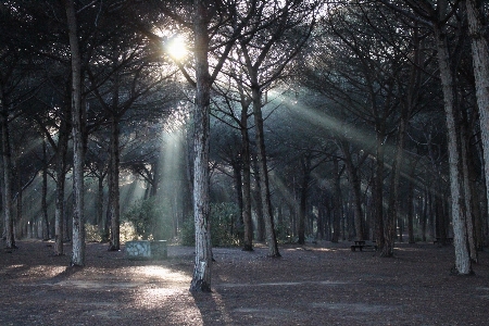 Tree nature forest natural landscape Photo