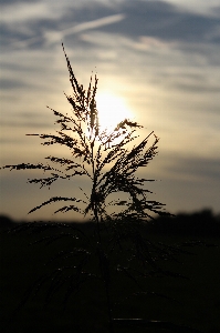 Sky nature tree horizon Photo