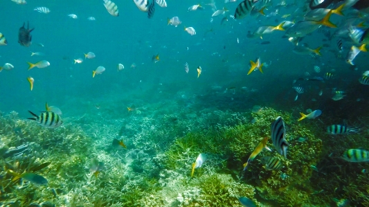 Foto Bawah air laut karang ikan