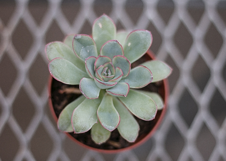 花 植物 エケベリア
 花弁