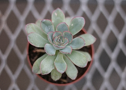 花 植物 エケベリア
 花弁 写真