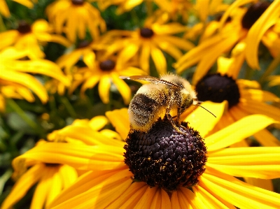 Photo Abeille bourdon pollen jaune