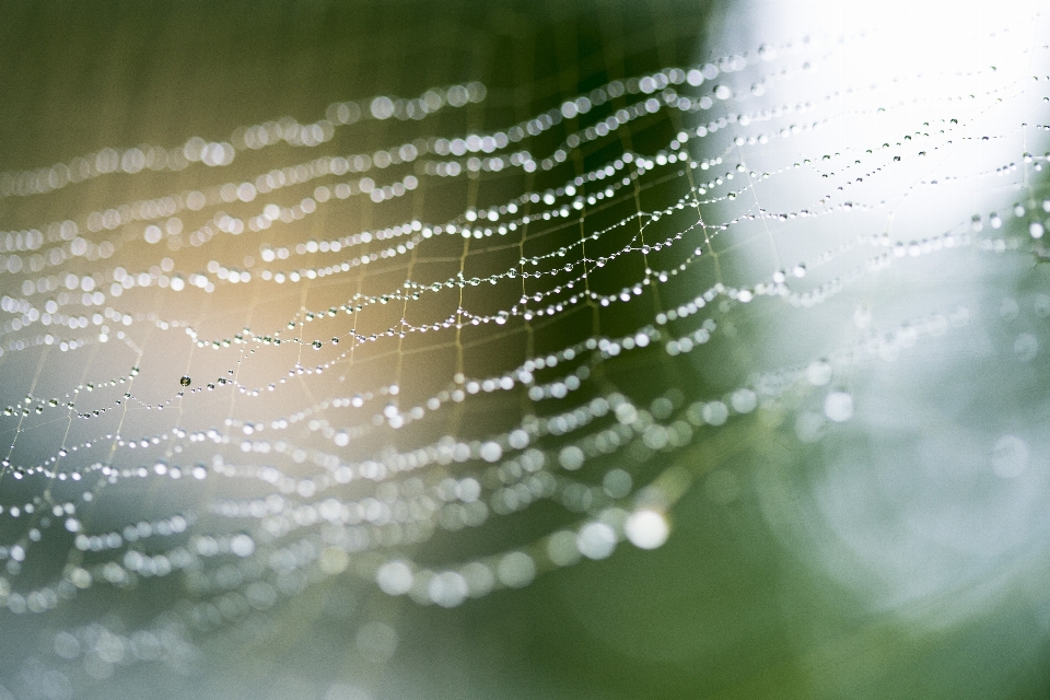 Telaraña verde agua humedad