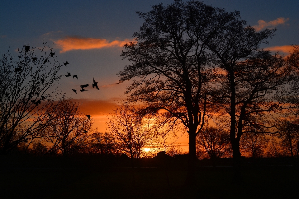 Sky natural landscape nature tree