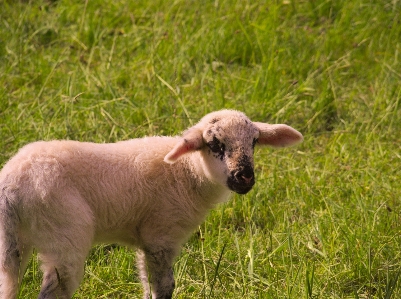 Photo Vertébré
 mammifère pâturage
 mouton