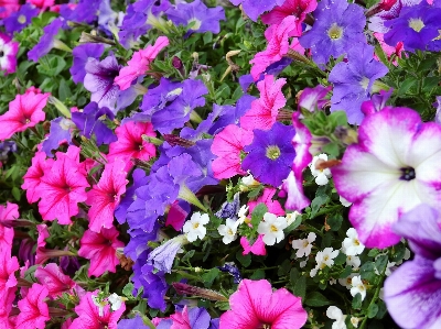 Blume blühende pflanze
 anlage blütenblatt Foto