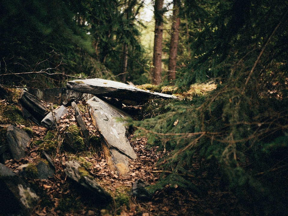 Natura albero foresta ambiente naturale
