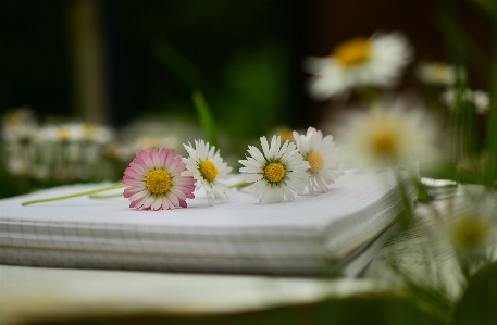 Flower daisy petal plant Photo