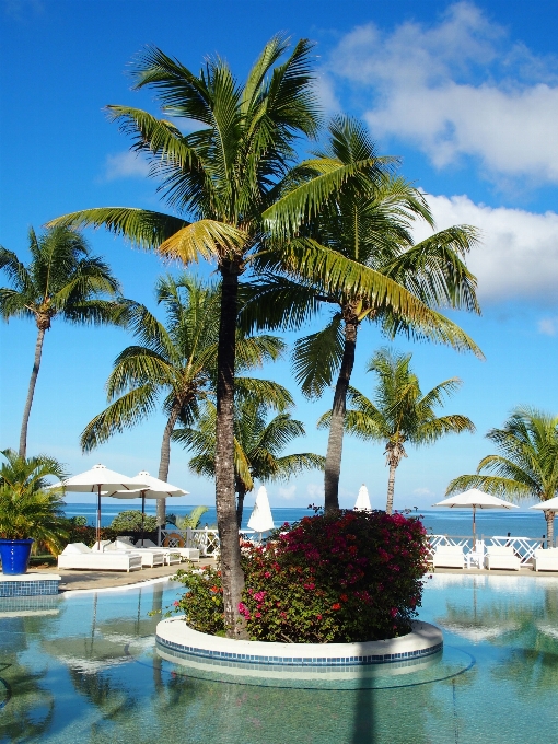 árbol palmera complejo
 piscina
