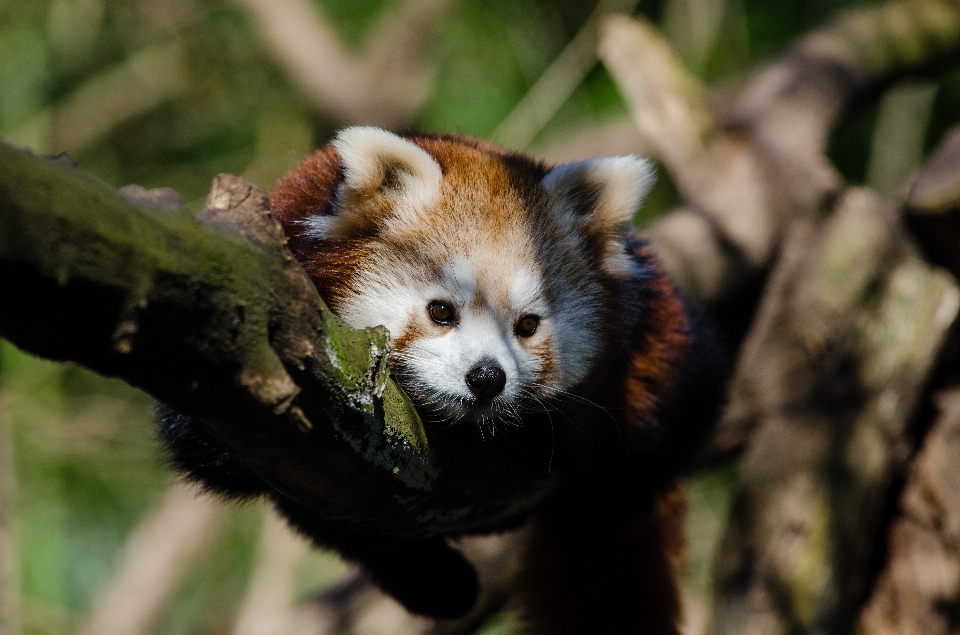 Mammifero vertebrato
 panda rosso
 animale terrestre
