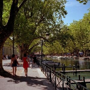 Tree water waterway public space Photo