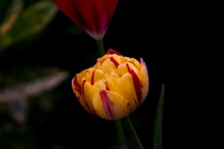 Foto Daun bunga fotografi makro
 kuning