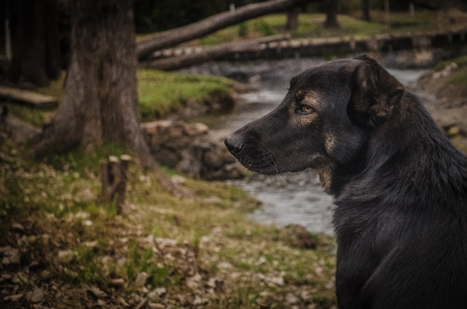 Chien animal de compagnie ruisseau automne