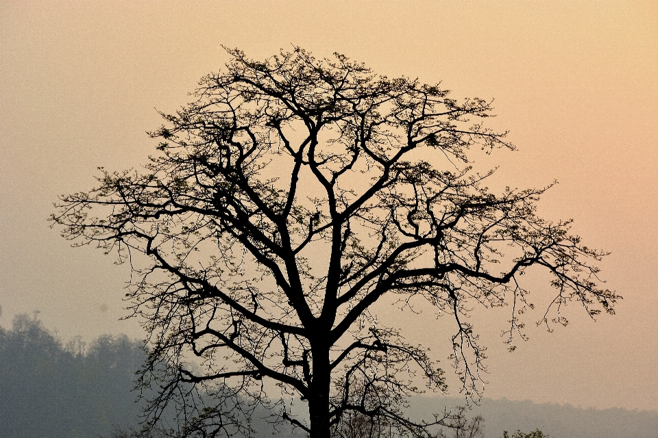 árvore natureza filial fenômeno atmosférico
