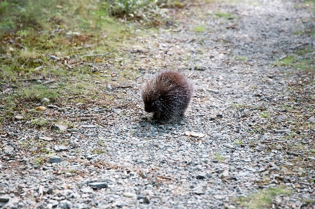 Foto Porcospino animale terrestre
 echidna
 organismo