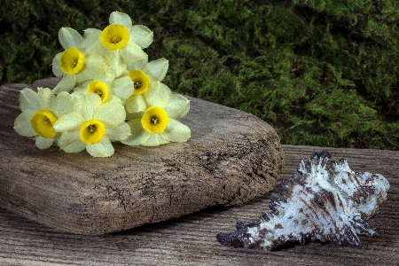 Foto Fiore giallo pianta primavera