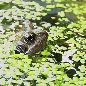 Echter frosch
 frosch kröte ochsenfrosch
 Foto