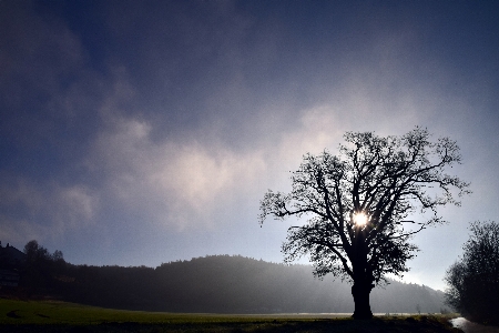 Sky tree natural landscape nature Photo