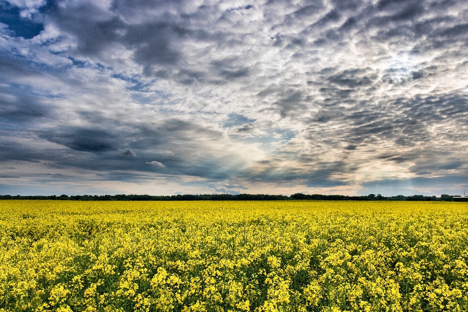 Sky people in nature field rapeseed