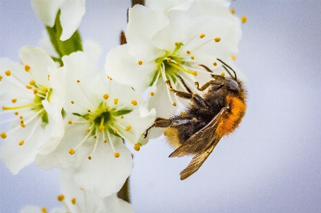 White bee flower petal Photo