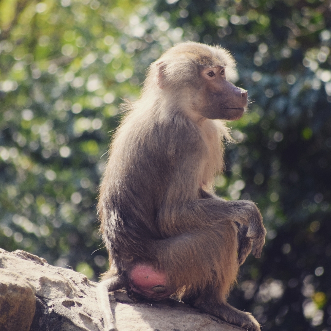 Mammal vertebrate primate macaque