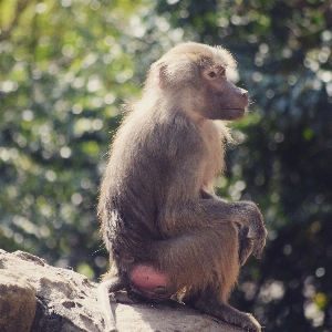 Mammal vertebrate primate macaque Photo