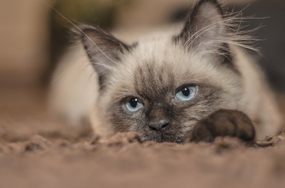 Kedi memeli omurgalı
 bıyık
