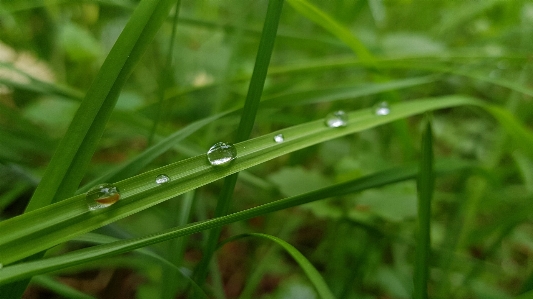 Moisture dew water drop Photo