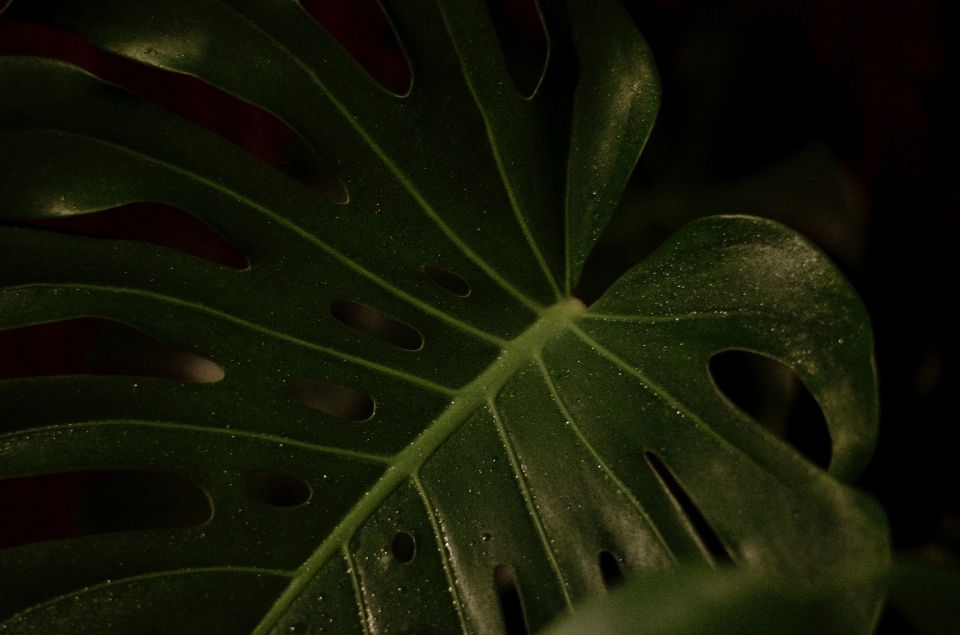 Leaf green terrestrial plant