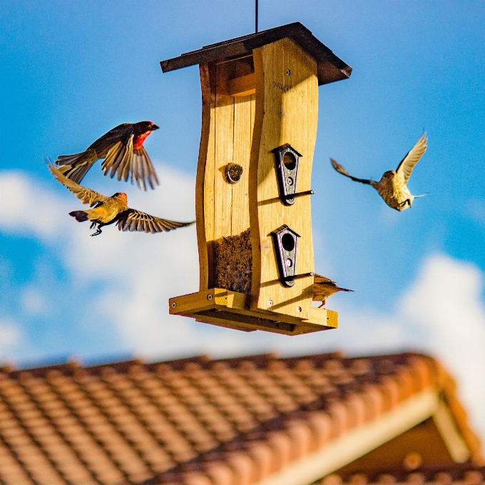 Bird sky birdhouse clock