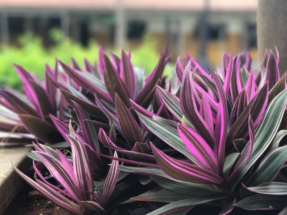 植物 あなたは植えます
 花 開花植物
