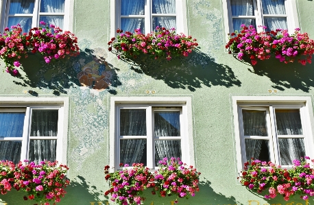 çiçek bitki pencere pembe Fotoğraf