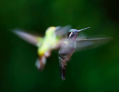 Hummingbird bird beak wing Photo