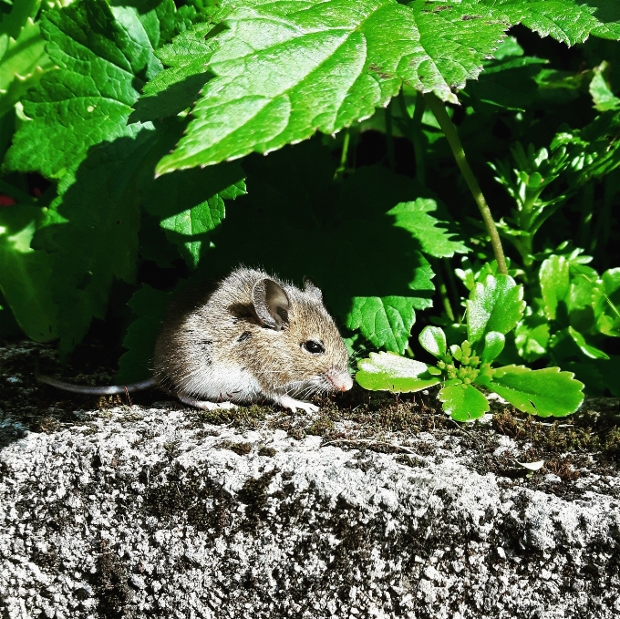 Ideen für müsli
 rennmaus
 muridae
 blatt