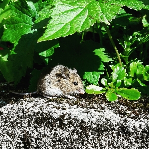 Muroidea gerbil muridae leaf Photo